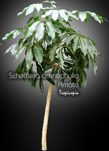 Schefflera - Schefflera actinophylla 'Amate' - Umbella plant